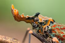 Ve sầu đầu rồng kỳ lạ, 'gây mê' dân săn bùa hộ mệnh