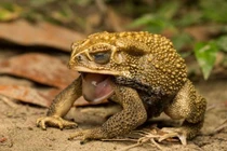 Cận cảnh loài cóc khổng lồ, gieo rắc nỗi kinh khoàng khắp thế giới 