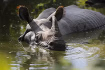 Năng lực đáng kinh ngạc của loài tê giác khổng lồ nhất châu Á