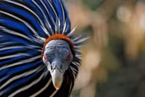 Sinh vật trông như con lai của gà với kền kền, có bộ lông cực đẹp 