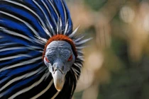 Sinh vật trông như con lai của gà với kền kền, có bộ lông cực đẹp 