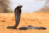 Loài rắn độc khổng lồ được ngươi Ai Cập cổ tôn sùng 