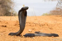 Loài rắn độc khổng lồ được ngươi Ai Cập cổ tôn sùng 