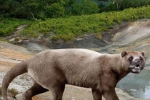 View - Loài thú có túi khổng lồ tuyệt chủng từng thống trị châu Úc | Báo Tri thức và Cuộc sống - TIN TỨC PHỔ BIẾN KIẾN THỨC 24H