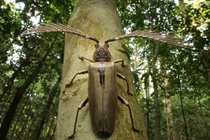 Xén tóc kỳ dị cực hiếm gặp mang tên nhà khoa học vĩ đại