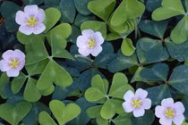 Sự thật kinh ngạc về cây chua me đất mọc đầy vườn Việt Nam