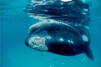 Cận cảnh loài động vật thọ nhất thế giới, sống tới 200 năm 