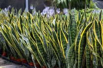 Loài cây cảnh ‘bùa hộ mệnh’ hút tài lộc, mang may mắn quanh năm