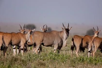 Choáng váng loài linh dương lớn nhất thế giới, nặng gần 1 tấn 