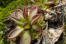 Vẻ đẹp mong manh che giấu bí mật chết chóc của loài cây ăn thịt