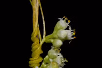 Tận mục loài cây ký sinh kỳ lạ nhất thế giới, Việt Nam có nhiều