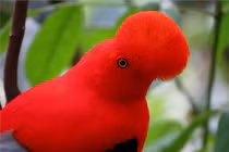 Chiêm ngưỡng loài chim có ngoại hình ấn tượng nhất Nam Mỹ 