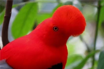 Chiêm ngưỡng loài chim có ngoại hình ấn tượng nhất Nam Mỹ 