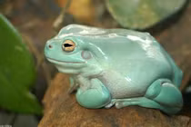 Tận mục loài nhái béo ục ịch, xanh lét nổi tiếng toàn cầu