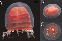 Cận cảnh loài sứa đỏ rực, cực bí hiểm dưới độ sâu nghìn mét 