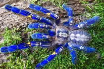 Soi loài nhện lớn nhất Trái đất, giới trẻ Việt nuôi làm thú cưng