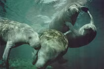 Loài vật kỳ lạ gắn với truyền thuyết về nàng tiên cá