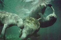 Loài vật kỳ lạ gắn với truyền thuyết về nàng tiên cá