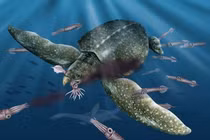 Tận mục loài rùa biển lớn nhất từng tồn tại, dài 5 mét 