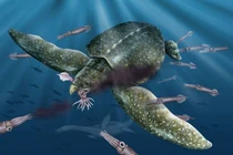 View - 'Quả bóng tử thần' dưới biển sâu hé lộ bọt biển ăn thịt hiếm gặp | Báo Tri thức và Cuộc sống - TIN TỨC PHỔ BIẾN KIẾN THỨC 24H