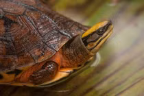 Cận cảnh “vua của các loài rùa”, Việt Nam cũng có 