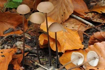 Kỳ lạ loài nấm có mùi nồng nặc như tỏi, chỉ mọc ở nơi đặc biệt 