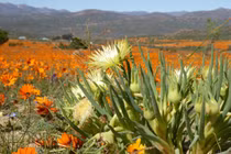 Vương quốc thực vật kỳ thú nhất thế giới, hàng nghìn loài độc nhất vô nhị