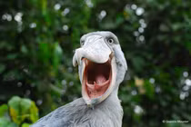 Kỳ thú loài chim “hóa thạch sống” có cái mỏ cực dị 