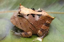 Loài ếch có sừng cực kỳ hung hãn, cú đớp mạnh đáng sợ 