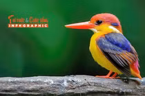 [INFOGRAPHIC]: Loài chim lòe loẹt nhất Việt Nam