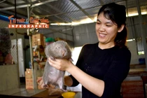 Loài ‘chuột’ béo múp, nặng gần một cân của Việt Nam