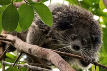 Loài vật đen thui lụi, mùi như bắp rang bơ, chỉ Việt Nam có