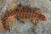 Sửng sốt loài thằn lằn đuôi gai sa mạc, thú cưng gây sốt toàn cầu 