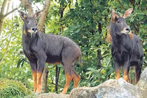 Tận thấy “thần thú” hạ phàm, bí hiểm nhất Việt Nam 