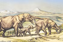 Loài voi 4 ngà kỳ dị bị săn bắt đến tuyệt chủng 