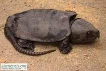 Sự thật khó tin về loài rùa dị nhất thế giới của Việt Nam