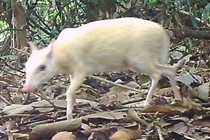 Cheo cheo bạch tạng quý hiếm xuất hiện ở Việt Nam khiến dư luận bất ngờ