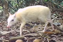 Cheo cheo bạch tạng quý hiếm xuất hiện ở Việt Nam khiến dư luận bất ngờ