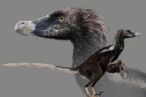 Sinh vật nửa khủng long nửa chim siêu khôn ngoan, bộ móng cực đáng sợ 