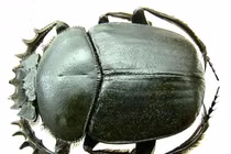 Vì sao loài bọ hung được người Ai Cập cổ tôn thờ như thần thánh?