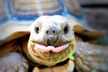 Độc đáo loài rùa cựa châu Phi, mai phồng lên hình kim tự tháp 