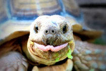 Độc đáo loài rùa cựa châu Phi, mai phồng lên hình kim tự tháp 