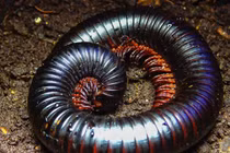 Cuốn chiếu khổng lồ dài 30 cm được nhiều người săn lùng làm thú cưng