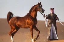 Giống ngựa kiệt xuất giúp Hồi giáo thành thế lực khuynh đảo lịch sử