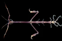 Loài vật hệt bộ xương di động có khả năng 'tàng hình' kỳ diệu 