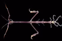 Loài vật hệt bộ xương di động có khả năng 'tàng hình' kỳ diệu 