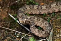 Tận mắt loài rắn có sừng kỳ dị chỉ có ở Việt Nam