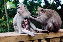 Top sự thật thú vị về loài khỉ đuôi dài Việt Nam 