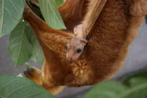 Loài thú biết bay cổ xưa có họ hàng với con người, chỉ sống ở Philippines 