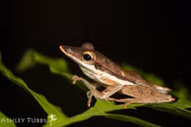 Loài ếch mõm dài hiếm gặp trong rừng rậm Đông Nam Á